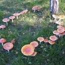 Mushroom circle