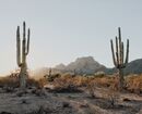 Desert-cacti