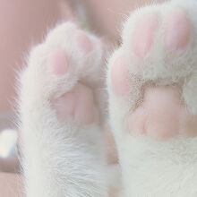 Softie Aesthetics Wiki Fandom It was first used as a color name in the late 17th century. softie aesthetics wiki fandom