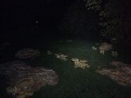 Dark mushrooms