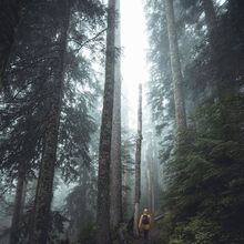 Featured image of post Forest Academia Aesthetic - Discover more posts about forest academia.