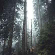 Dark Naturalism Aesthetics Wiki Fandom Dark academia is a tiktok and tumblr aesthetic and subculture centered around higher education, writing/poetry, the arts, and classic greek and gothic architecture. dark naturalism aesthetics wiki fandom