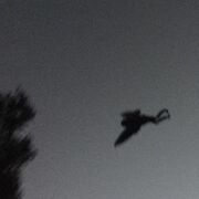 Grainy and greyscale picture of a shadow - which looks like a winged man - in the sky towards a tree.