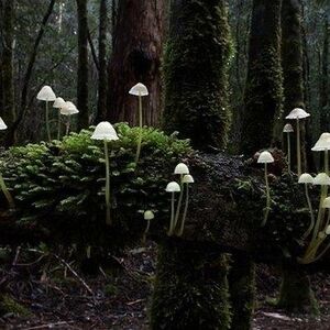 Cottagegore Aesthetics Wiki Fandom In this world, you're either dark academia or cottagecore — take this quiz to find out which one. cottagegore aesthetics wiki fandom