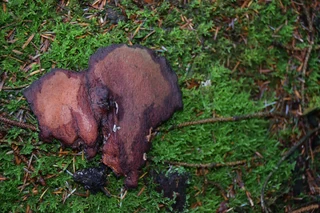 Woodland Heart.jpeg (5.08 MB)