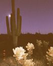 Desert-large-cactus
