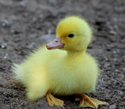 Duckling