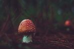 Red Toadstool Mushroom