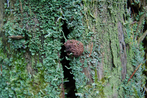 Myxomycete mushroom on moss