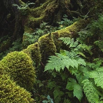 Fern and Moss.jpg (139 KB)