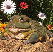 Froggie with flowers