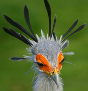 A secretary-bird displaying their eyelashes and pin-like feathers.