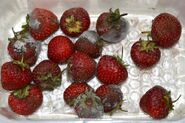 Moldy Strawberries