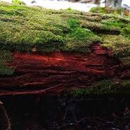 Download (3).jpg (11 КБ)