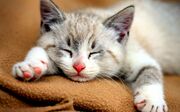 Cuteness