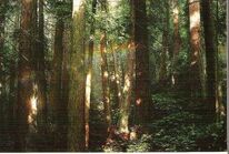 Tumblr bf365df71ddf44cdcdfad0883b41c872 ba596a4f 640.jpg (139 KB) goblin forest