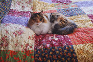 Cat on quilt