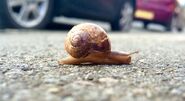 Groundcore snail