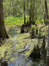 63A2CB9D-20F7-45A5-95B0-2D222EE6FA22.jpeg (617 KB)