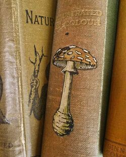 Book.jpg