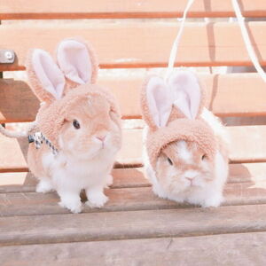Bunnycore Aesthetics Wiki Fandom See more ideas about aesthetic clothes, cool outfits, weird shirts. bunnycore aesthetics wiki fandom
