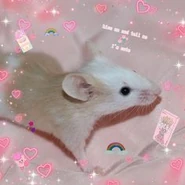 CutieRattie.jpg (9 KB)