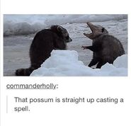 Possumcore (/#meme sugg.)