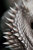 Awhitedragon.jpg (26 KB)