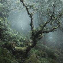 Dark Naturalism Aesthetics Wiki Fandom Please contact us if you want to publish a dark. dark naturalism aesthetics wiki fandom