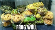 Frog wall