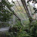 Natural Philosophy-Greenhouse and Plants