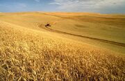 Wheat harvest in south