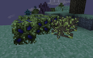 A farm of Berry Bushes, with the two stages of growth side by side.