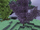 Purple Skyroot Tree