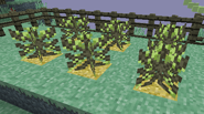 Enchanted Aether Grass used in a Blueberry farm.