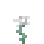 Display White Rose.png