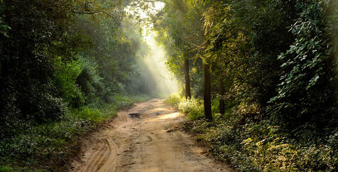 Jungle-road.jpg