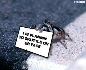 Spidercute.jpg