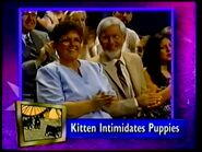 Kittens intimidates Puppies