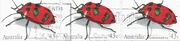 Stamp-AUS-3-bugs.jpg