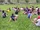 Faison 14 field stretch4Legs.jpg