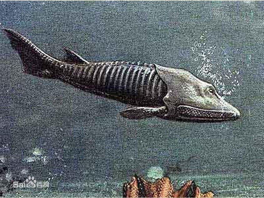 棘骨魚 Afosis Wiki Fandom 棘骨魚 Afosis Wiki Fandom