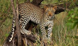 African Leopards2