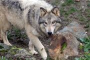 67561026-灰色オオカミまたは灰色オオカミ、木材オオカミまたは西部の狼として知られています。