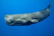 Sperm Whale.jpg