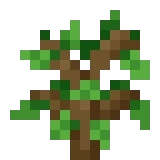 Oak Sapling