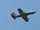 IAR-99-Soim.jpg