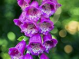 Digitalis