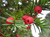 Taxine