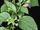 Atropine